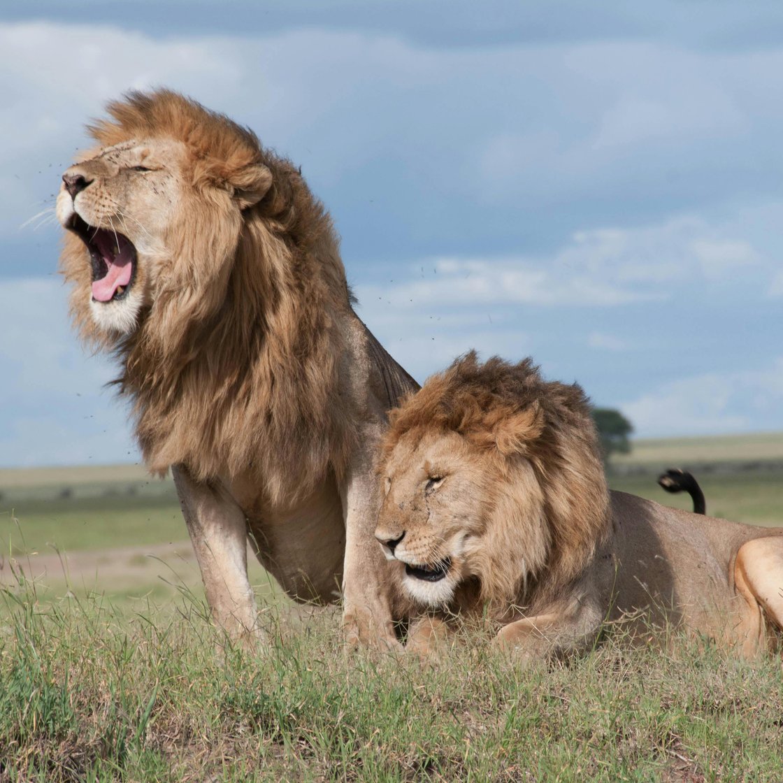 Two male lions on a savannah. One is sitting and roaring, the other is lying down.