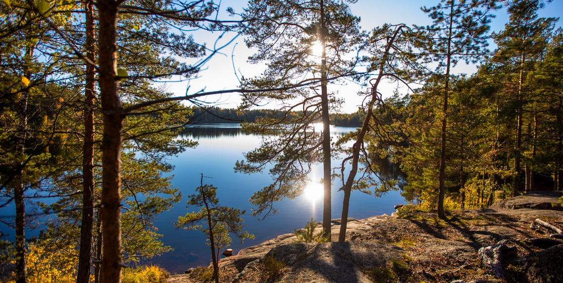 Puita kalliolla, taustalla järvi.