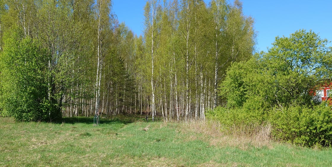 Kuva Keijukaispuiston alueen metsästä. Kuvassa pääasiassa koivuja.